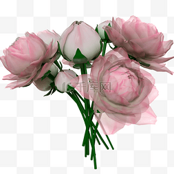 粉红色花束图片_牡丹花束