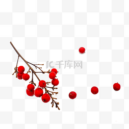 干花logo图片_干花圣诞冬青果红色果子装饰物品