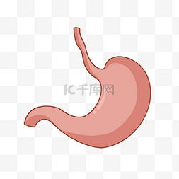人体胃部器官图
