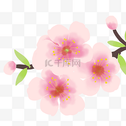 桃花节桃花图片_桃花花枝花朵