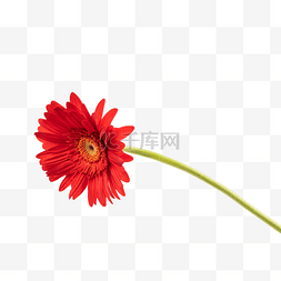 红色菊花大丽菊