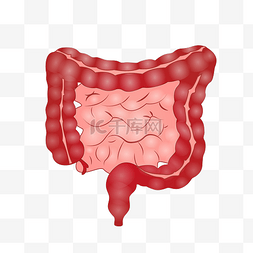 大肠面小排面图片_人体的内胀