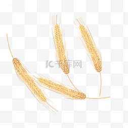 麦穗收获图片_手绘风金色麦穗