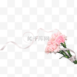 粉色花朵花卉图片_粉色康乃馨花卉