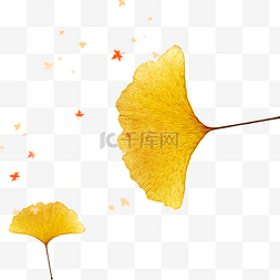 秋天飞舞的银杏叶