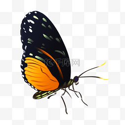 黑黄色蝴蝶 