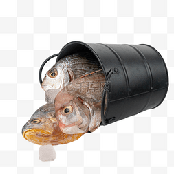 生鲜鱼一桶海鱼