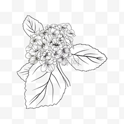 手绘线稿绣球花卉