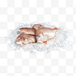 冷冻海鲜红立鱼