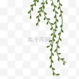 绿色植物杨柳