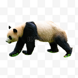 中国大熊猫