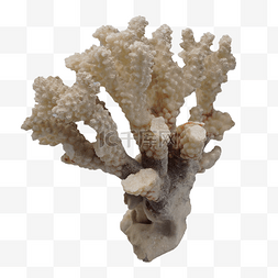 白色海洋珊瑚