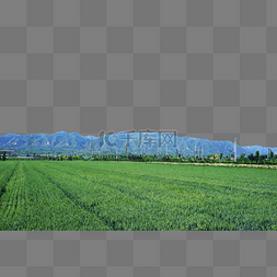 绿色小麦田图片_山峰和绿色田野