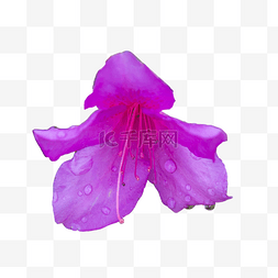 一朵紫色的美丽花朵