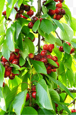 挂满果实的樱桃树