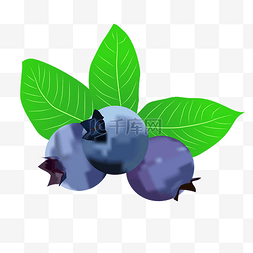 新鲜的蓝莓图片_蓝色的蓝莓
