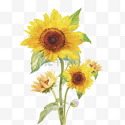 水彩手绘黄色树叶图片_向日葵边框手绘水彩夏天