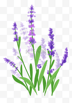 薰衣草紫色花卉图片_紫色花朵薰衣草
