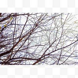 参天树枝图片_冬天里的树枝上没了叶子
