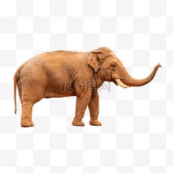 亚洲象长鼻子动物