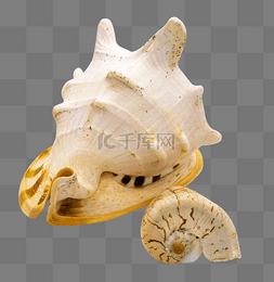 海螺白色图片_白色海螺贝壳