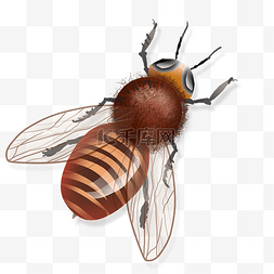 路灯飞虫图片_写实蜜蜂昆虫