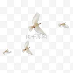 鸽子素材图片_白色和平鸽