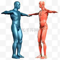 人体结构脉络肌肉