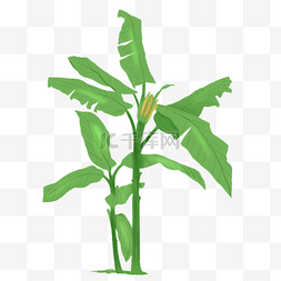 绿色芭蕉叶植物