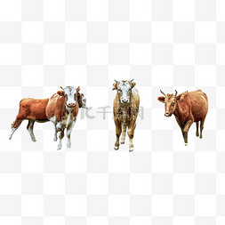 荷兰牧场图片_内蒙古高山牧场牛群