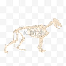 骨骼恐龙图片_恐龙骨骼骨头
