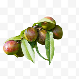 油桃树图片_植物树木油桃树