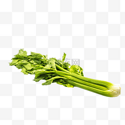 物美价廉图标图片_一把绿色大叶芹菜