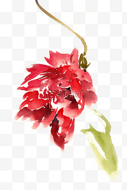 手绘植物淡雅图片_水彩画红色的花朵
