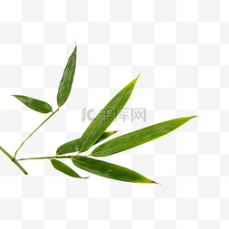 竹子植物ps素材图片_植物竹子竹叶