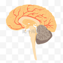 人体器官大脑矢量