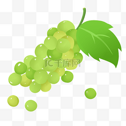一串绿色香甜绿葡萄
