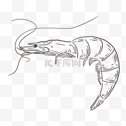 线描食物海鲜虾鲜虾