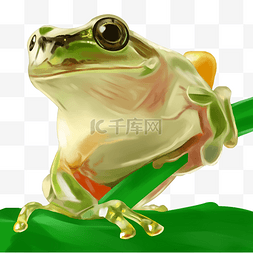 绿色的青蛙图片_一只呆萌的青蛙