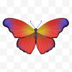 彩色蝴蝶装饰插图