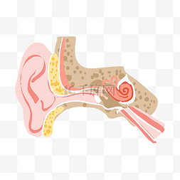 耳朵结构器官图