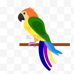 彩色鹦鹉