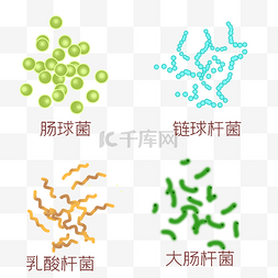 病菌png图片_肠球菌练球杆菌乳酸杆菌