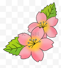 日本樱花植物图片_粉色植物樱花插画