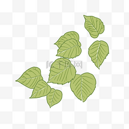 薄荷的绿色叶子插画