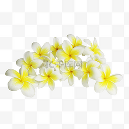 花朵热带图片_热带鸡蛋花