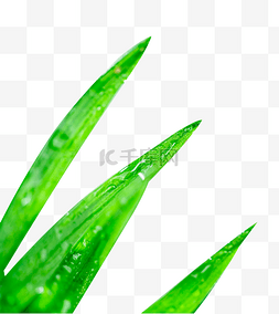 绿色水滴树叶图片_雨水节气绿叶水滴