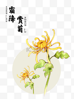 菊水墨图片_农历二十四节气赏菊霜降