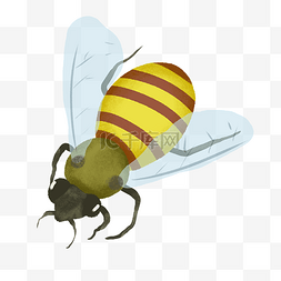 黄色飞翔的蜜蜂图片_飞翔的黄色蜜蜂