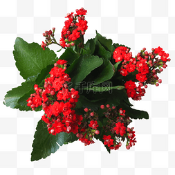 红色植物花朵绿叶图片_红色鲜花绿叶